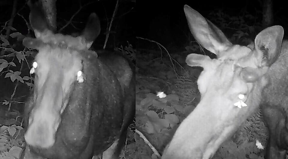   Laurence A. Clarfeld et al. / Ecosphere, 2025