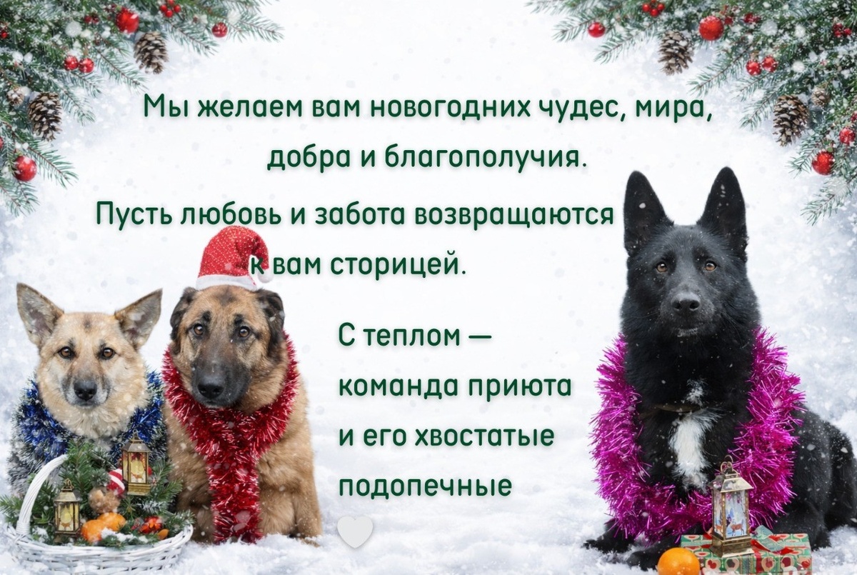 питомцы приюта