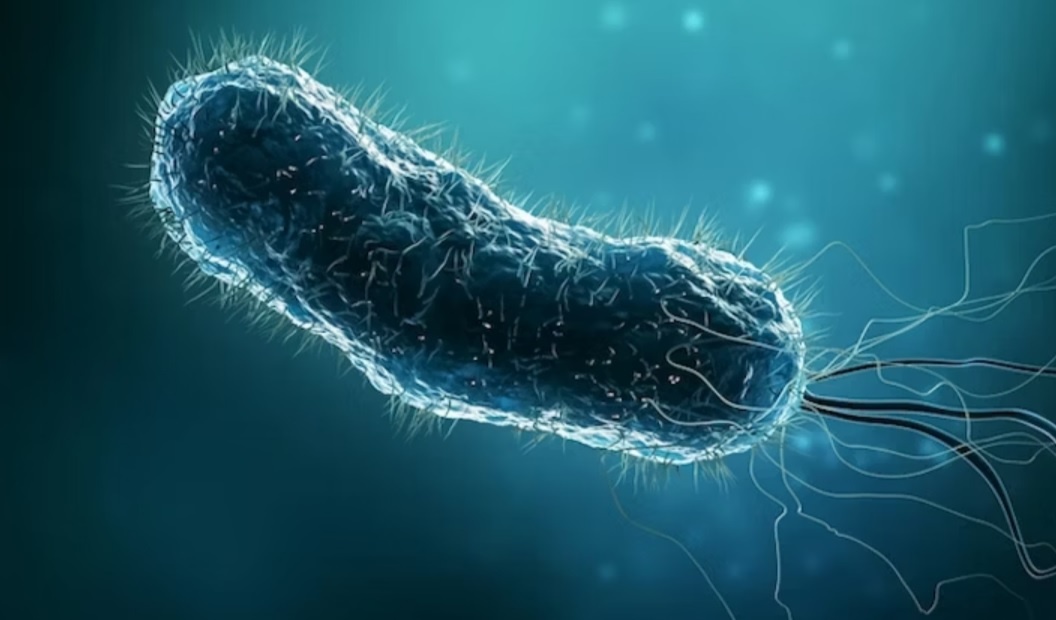 Helicobacter pylori. Источник https://www.sara.com.br/