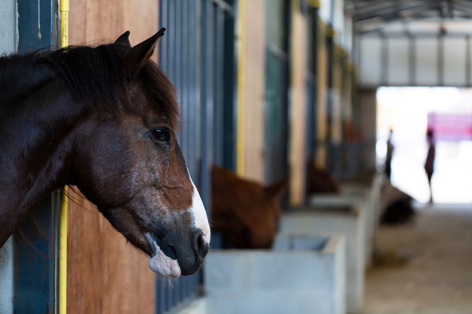    Shutterstock/FOTODOM