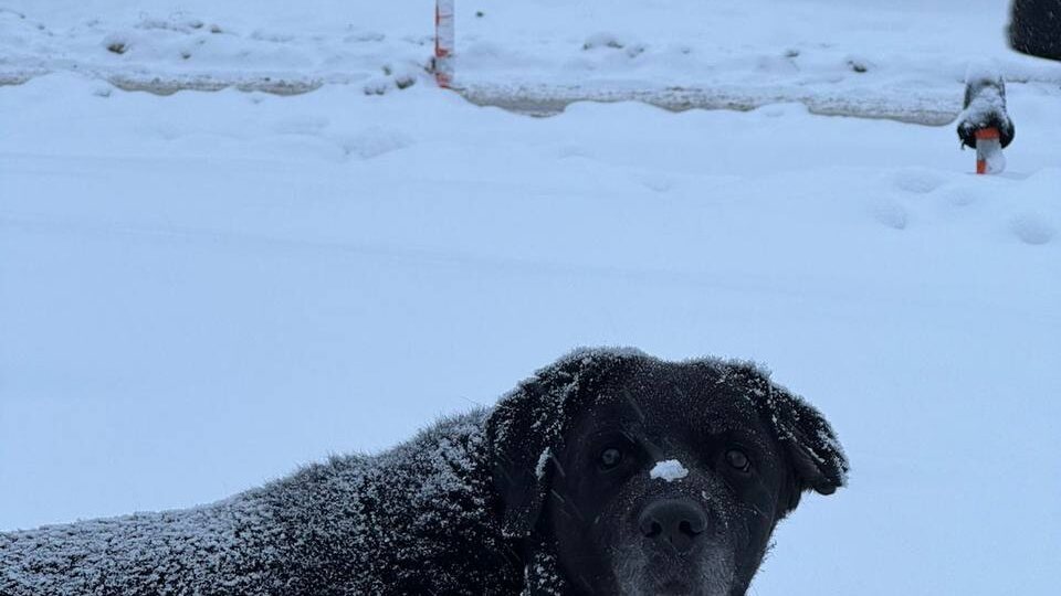 Накануне Нового года кто прт привязал старого пса и ушел😢🙏🏻