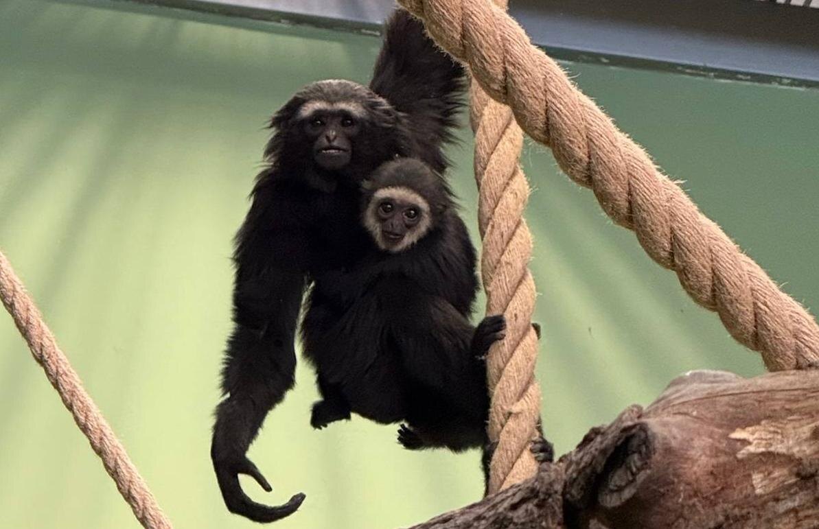    © Пермский зоопарк