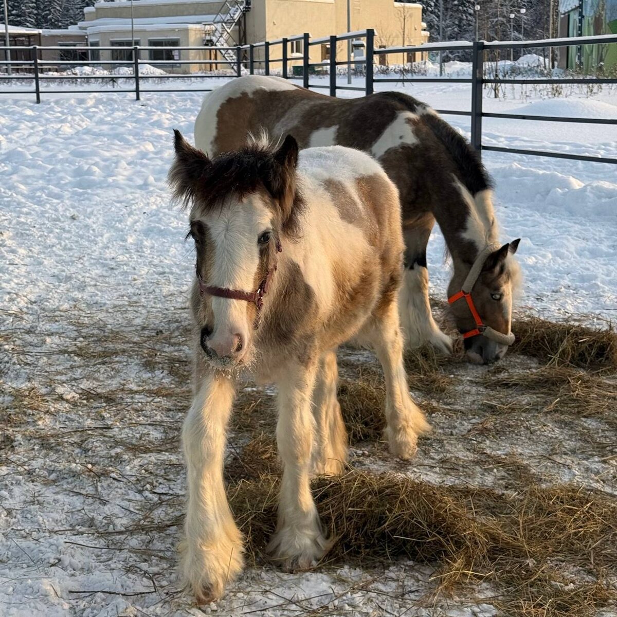    © Пермский зоопарк