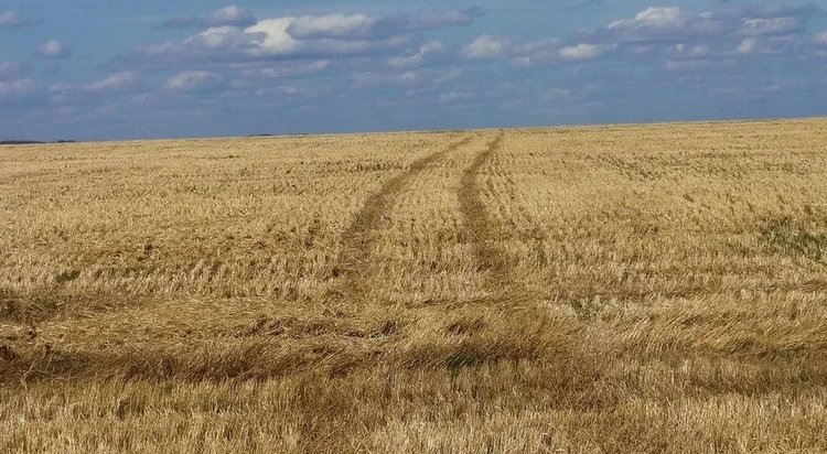    Фото: Лукьянов Дмитрий, AgroXXI.ru