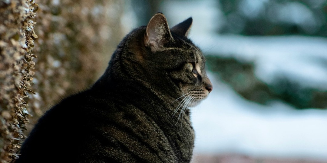 Она сутки пробыла в холодной ловушке: как кошку вызволили из балконной обшивки в Янино