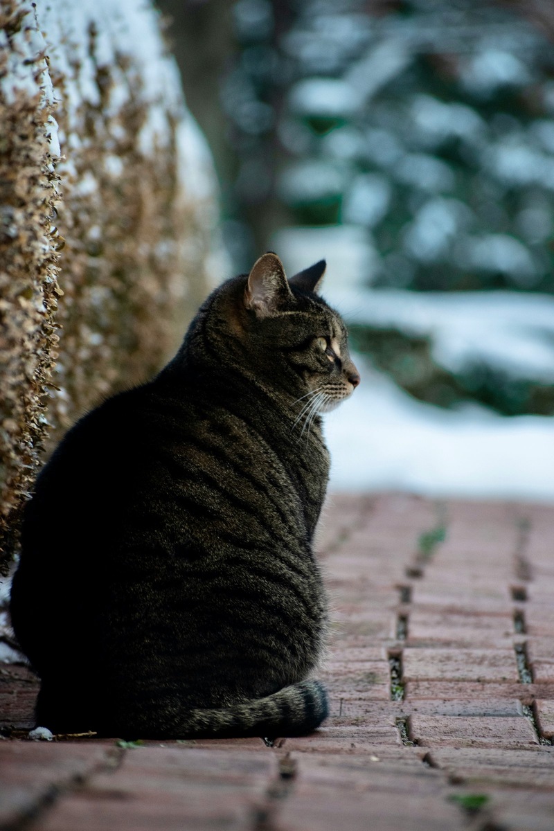    После спасения каждое животное нуждается в заботе и наблюдении ветеринара. Фото подобрано по теме статьи