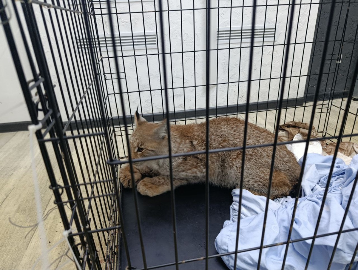    Лесная рысь попалась в капкан под Бобруйском. Она сломала лапу, после лечения ее отправят в зоопарк