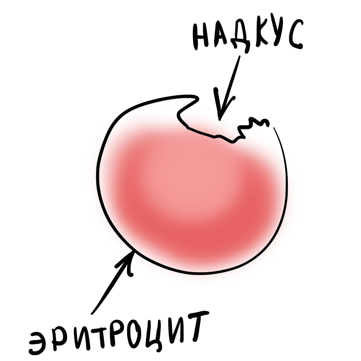 Надкусанный эритроцит