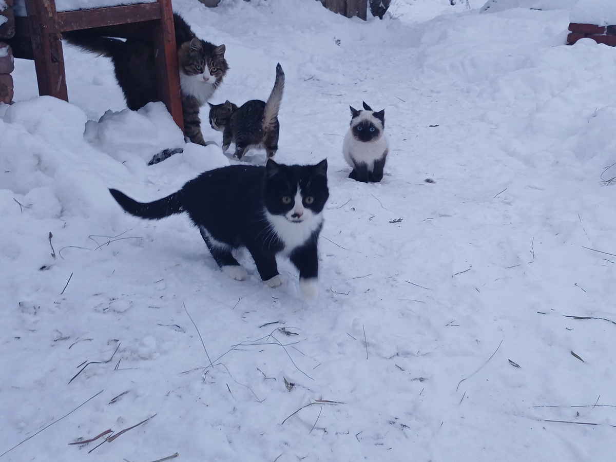 Котята со своей мачехой