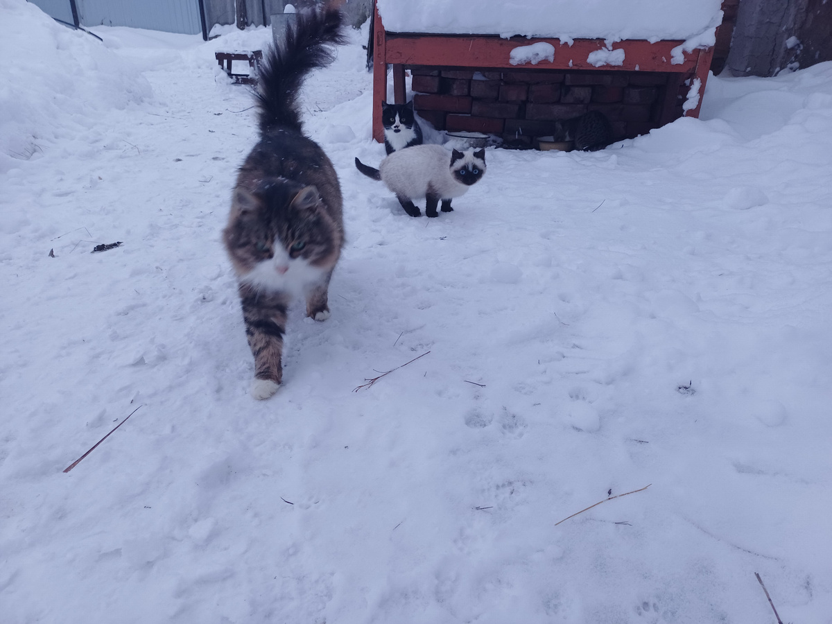 У серой пушистой кошки родился сиамский котенок с голубыми глазами