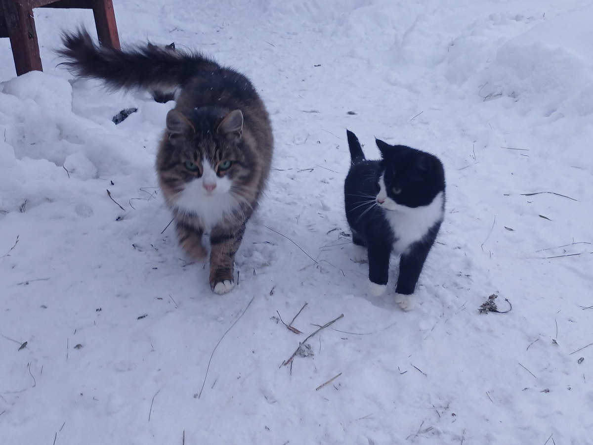 Котята дикие в руки не даются, уже большие, а не хотят дружить