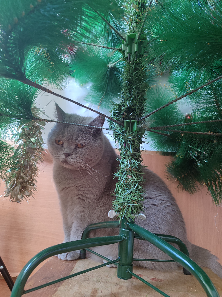 Простите, елка прошлогодняя. В этом году не ставила