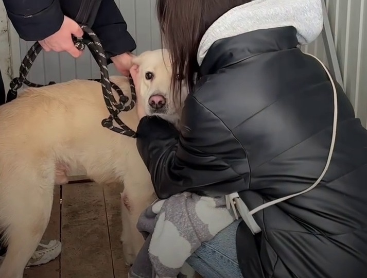 Собаку умершей перед Новым годом молодой мамы пристраивают в Волгограде