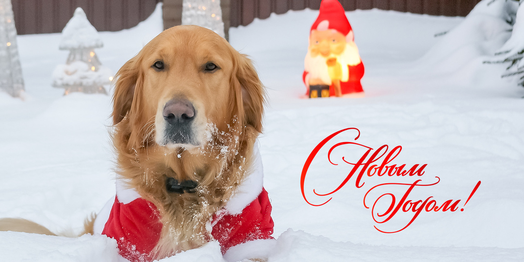 Тот день, когда собакам можно всё