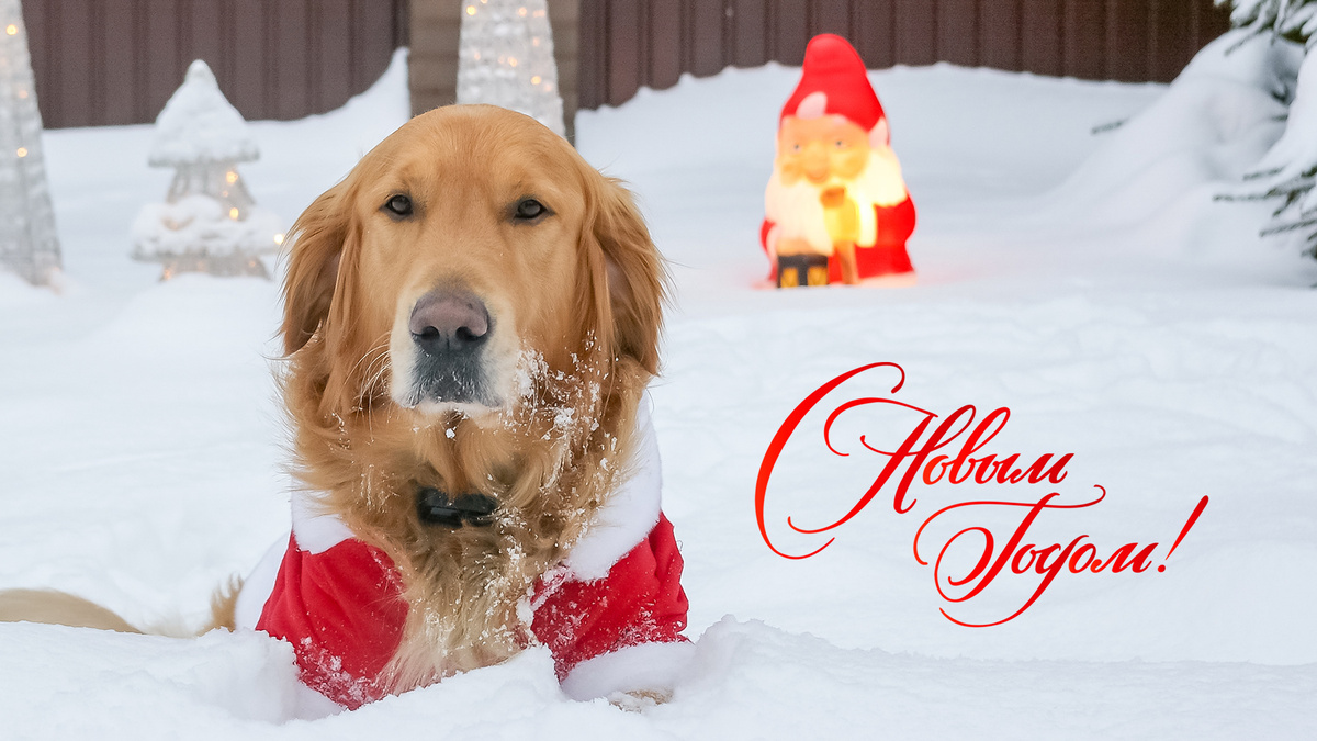 Угостите свою собаку со стола: сегодня Новый год, сегодня точно можно. Фото А. Смирнов/kinologsmirnov.ru