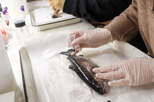    Забор крови для анализа у форели. Фото: Александр Орлов / КарНЦ РАН