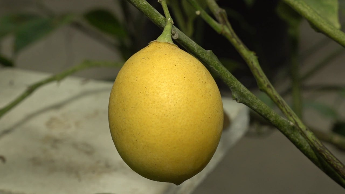 Фото: Мир Белогорья