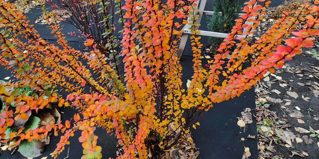 Муж-недотёпа. Глава 11.