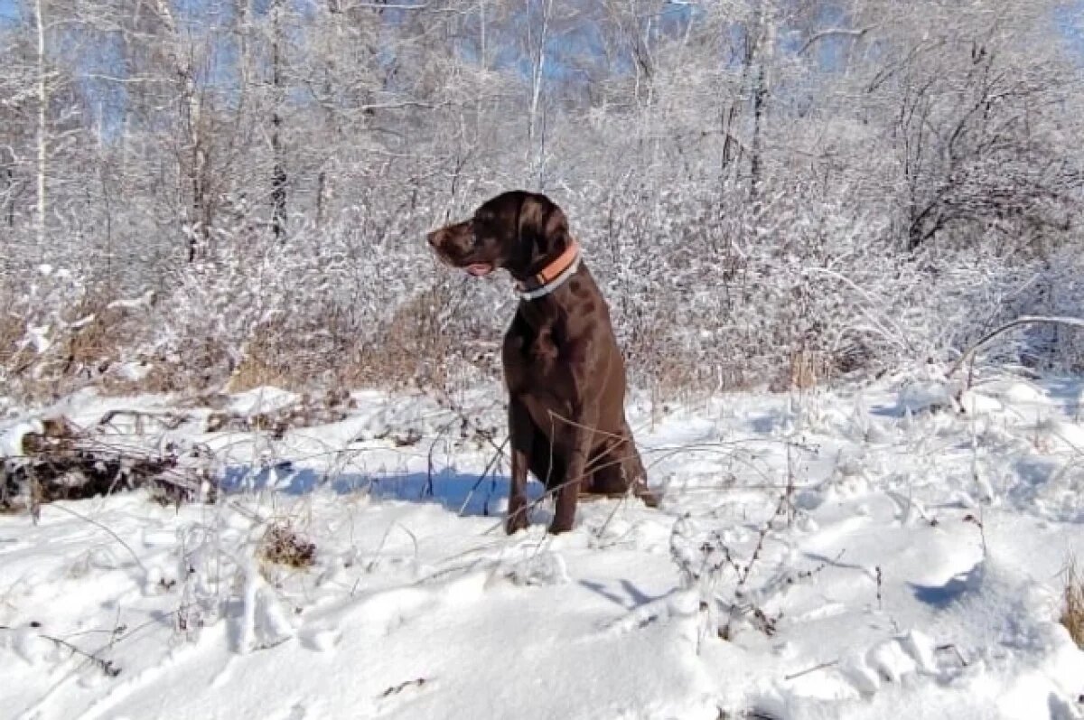    31 декабря в Туле прогнозируют небольшой снег и до -8℃
