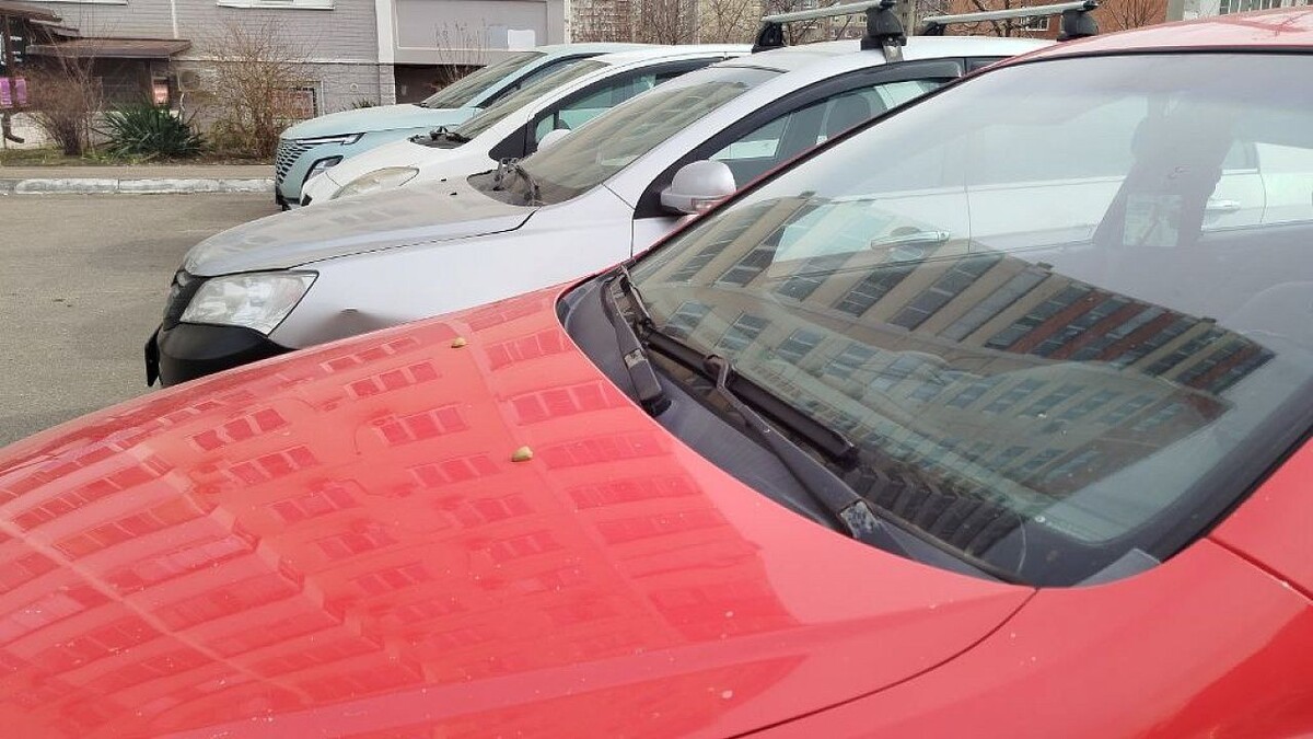    Фото: телеканал «Краснодар»