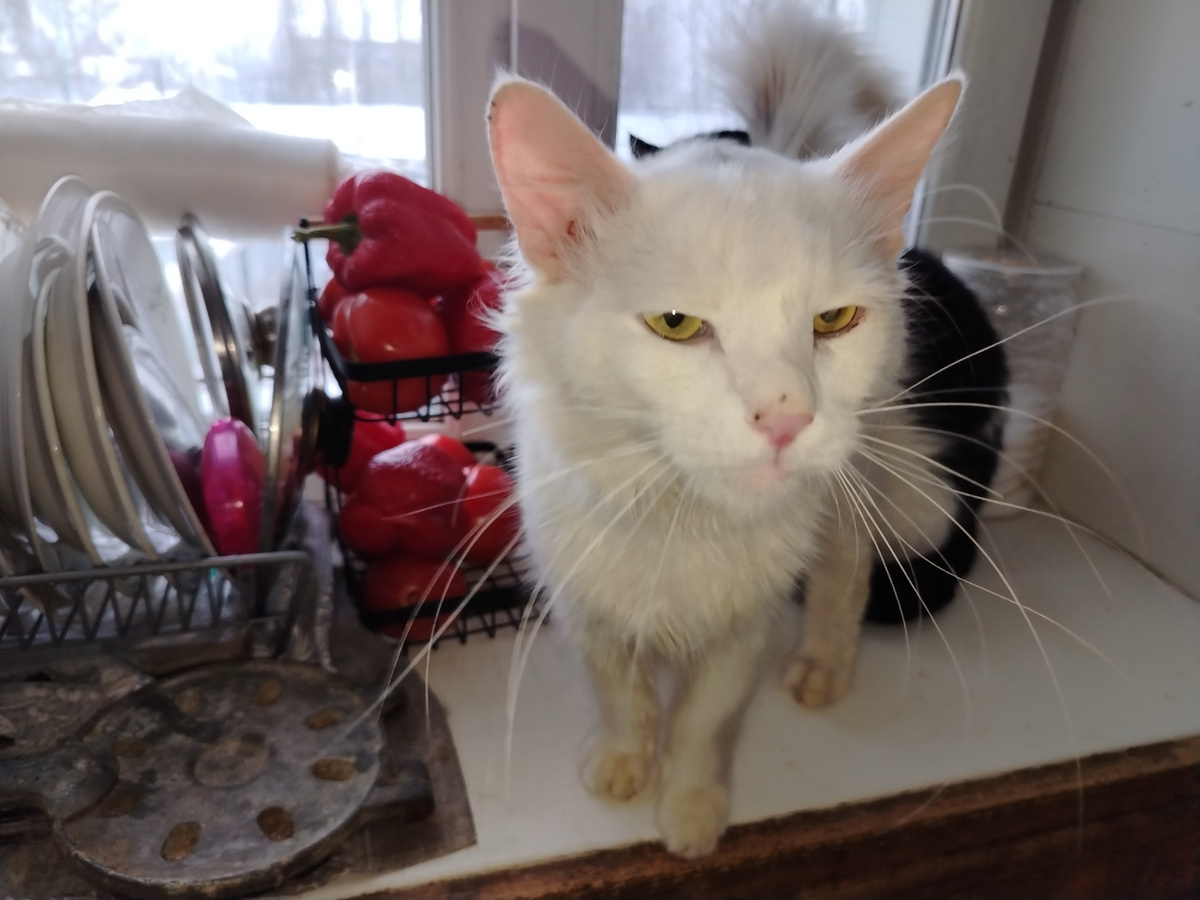 Назвала Лешенькой. Настоящий русский обычный котик. 