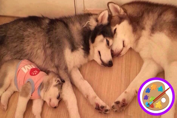 Фото ресурса kotomatrix.ru