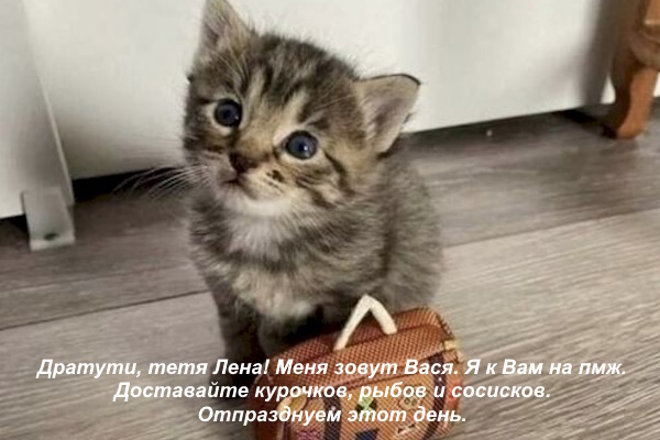 Фото ресурса kotomatrix.ru