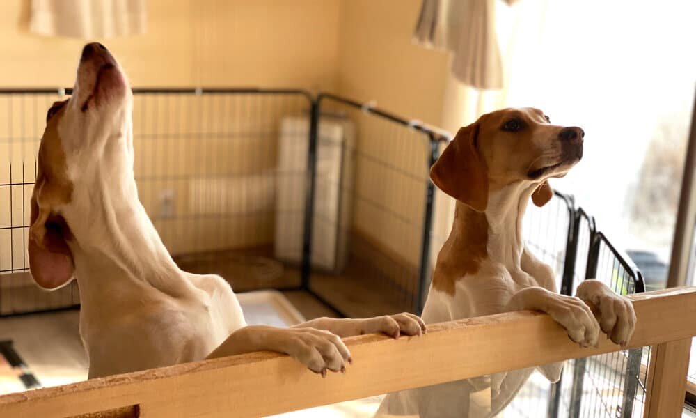 Источник: https://www.dogingtonpost.com/how-to-prevent-dog-anxiety/