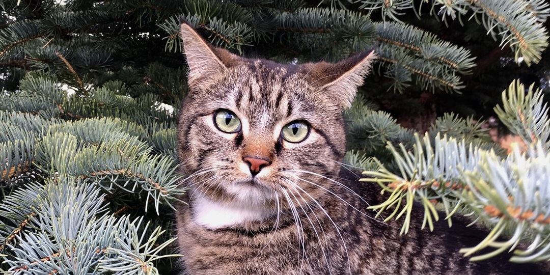 Холодная ночь в надежде на спасение: как спасатели сняли кота с дерева в Вологде