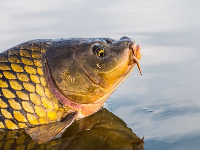    Фото: 123RF.com/buhta