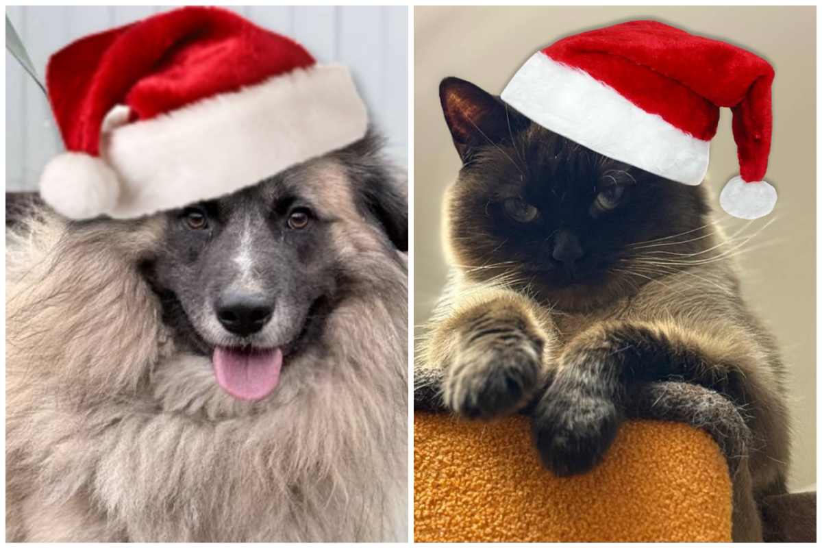 Мишутка и Симочка мечтают обрести дом в 2026-м!❤️