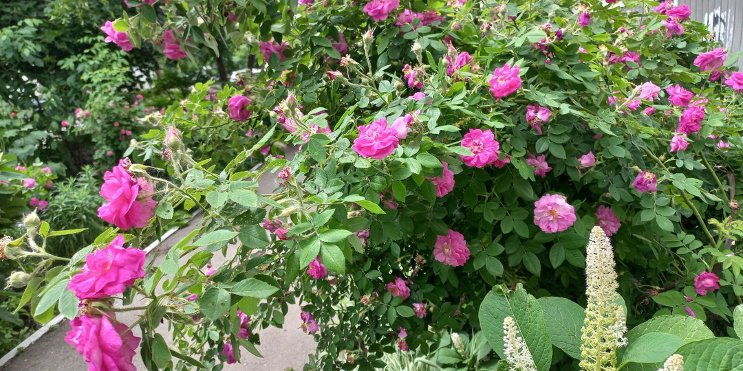 Муж-недотёпа. Глава 12.