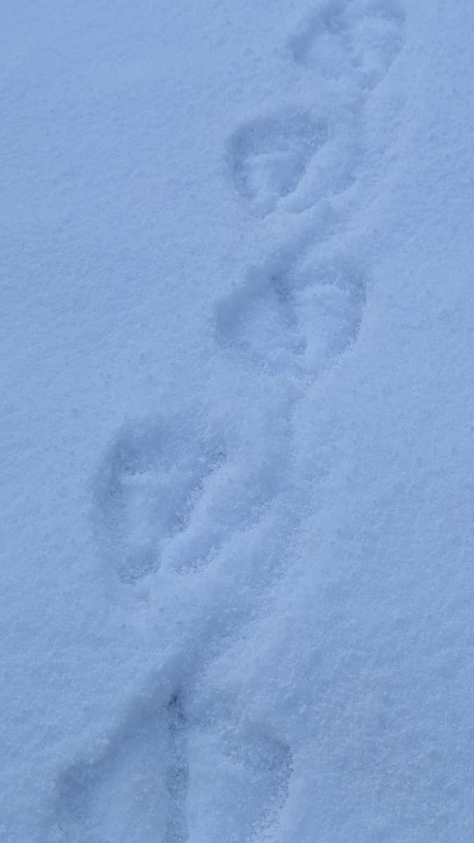 Следы утки на снегу 