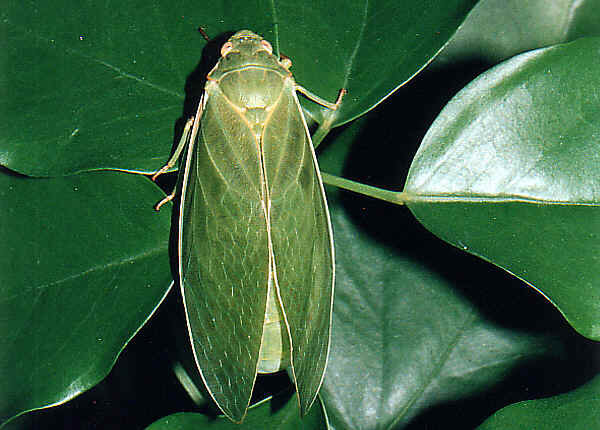 Фотография из интернета