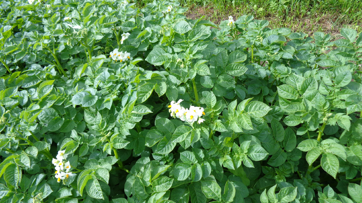 ЦВЕТЕТ СЫНОК