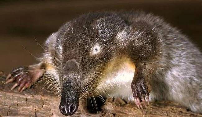 ГПЗ «Устьевский»📷Русская выхухоль