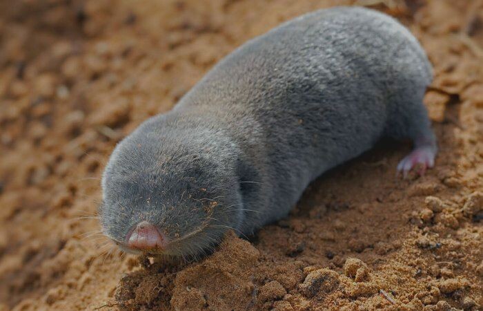 redbookrf.ru📷Гигантский слепыш