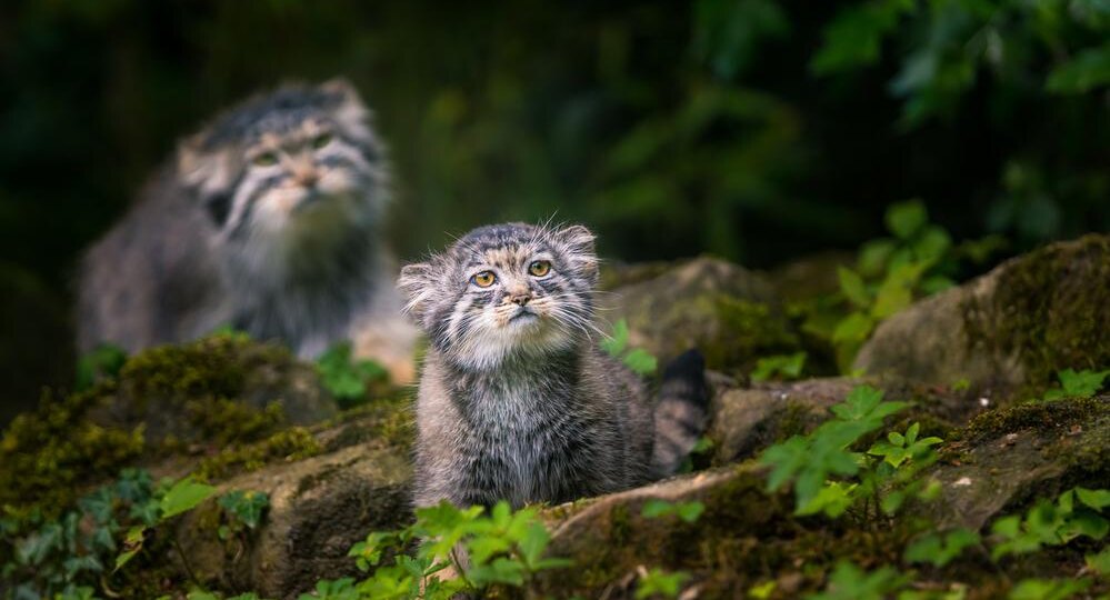 Животные, занесенные в Красную книгу России: 15 редких