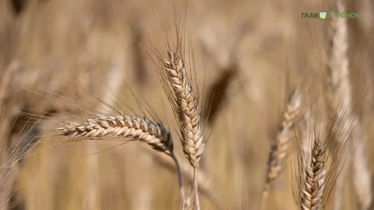 Фото:© Виталий Рыбалко / Glavagronom.ru
Росстат опубликовал предварительные данные о сборах зерна и другой сельхозпродукции в 2025 году в России