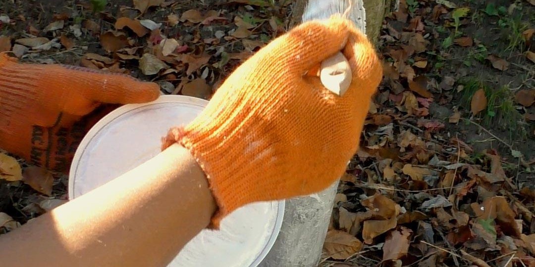 ВОТ ОНО! Лучшее время для побелки деревьев