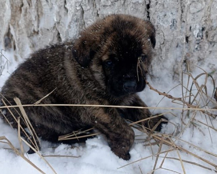     В курском приюте «Право жить» за 2025 год вылечили более 50 животных