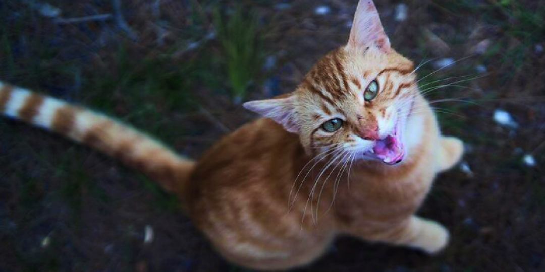 Как понять что говорит кошка когда мяукает, мурчит, мнет лапами или шипит