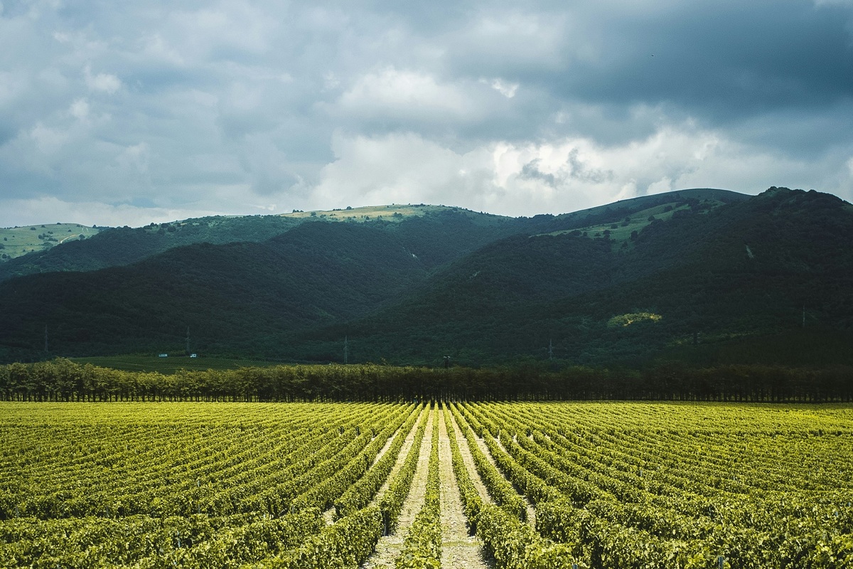     Пора на юг: почему винодельни стали новым туристическим трендом в России