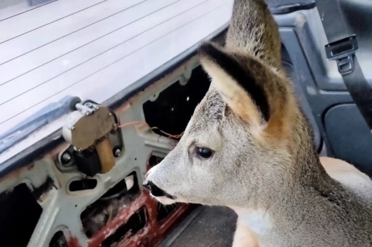    Сбитого машиной детеныша косули пытались спасти псковские волонтеры