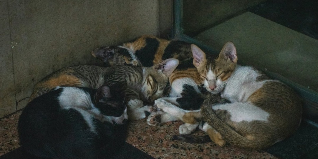 Забота без границ: история помощи приюта «Счастливый хвост» пожилой хозяйке кошек