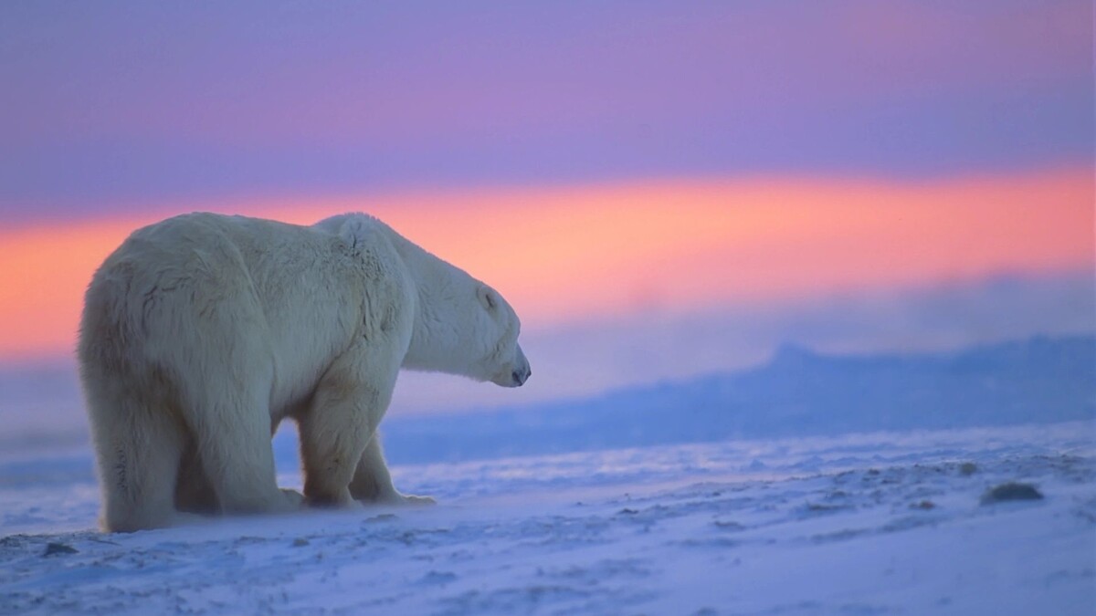    Фото: outdoorsman/Shutterstock/Fotodom