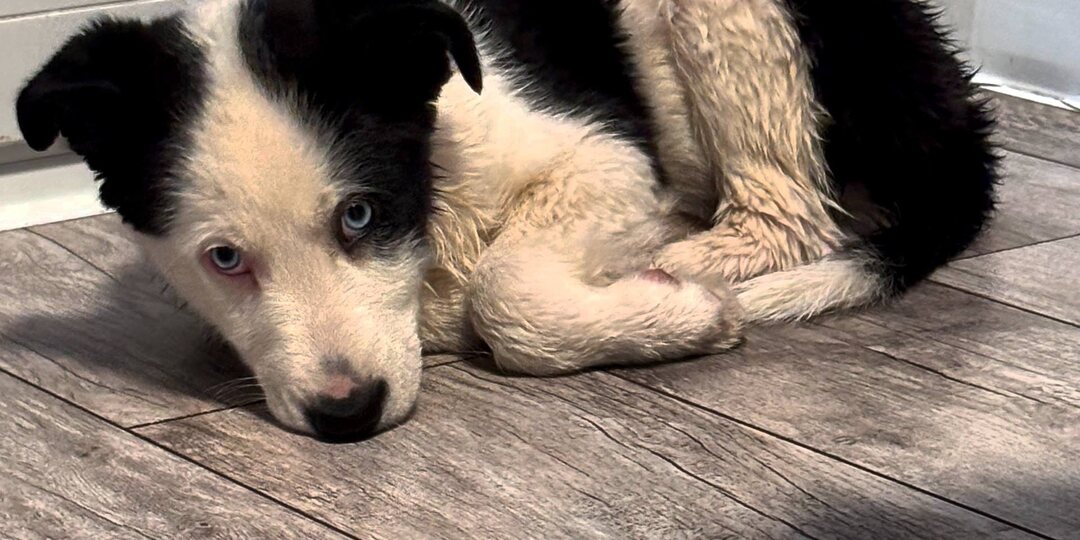 Мы нашли щеночка… Кто-то просто выбросил его на холод 🥺 Сейчас он в тепле, сытый и в безопасности