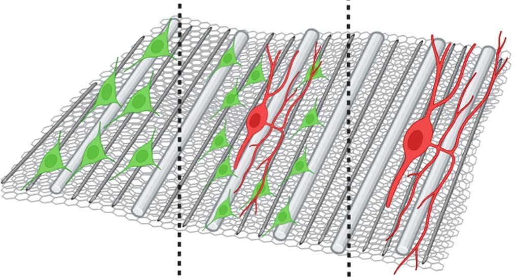    Ультраструктура композитного наноматериала способствует пролиферации шванновских клеток (зеленые) а также направляет рост аксонов (красные)