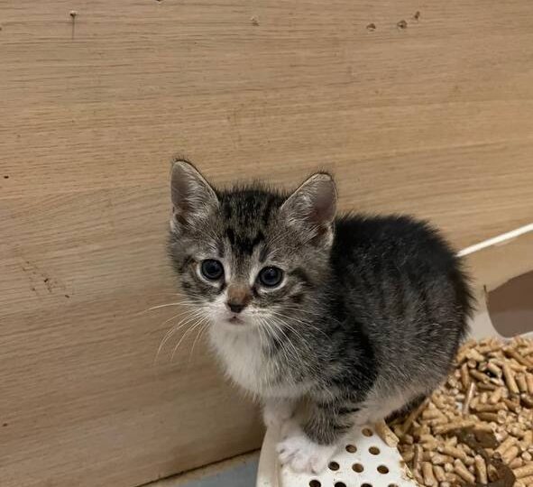 Мы случайно поймали их в подвале и отдали совсем маленькими. Вот только теперь увидели, какими эти котята выросли. Показываем!