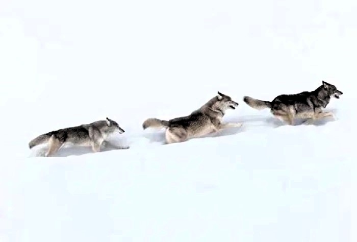 Волки на охоте